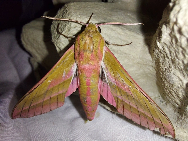 Deilephila elpenor - szőlőszender