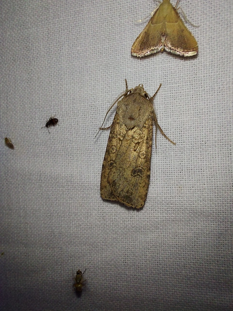 Agrotis segetum - vetési földibagoly