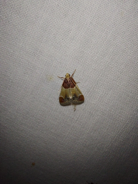 Pyralis farinalis - lisztilonca