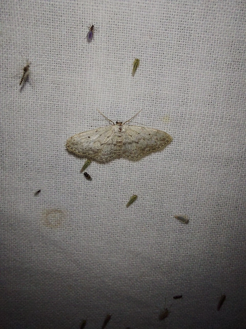 Idaea seriata - szürke apróaraszoló