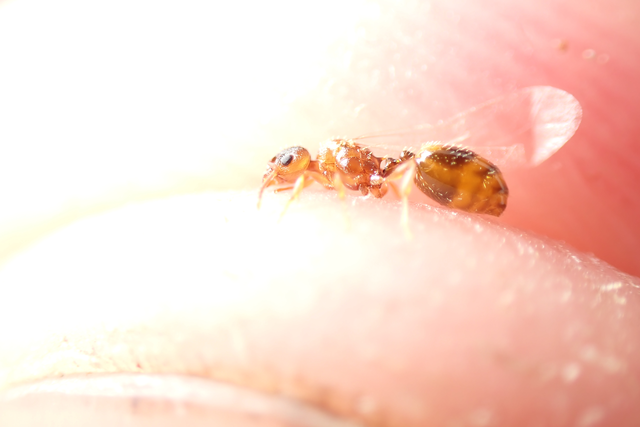 Temnothorax crassispinus - gubacslakó kéreghangya
