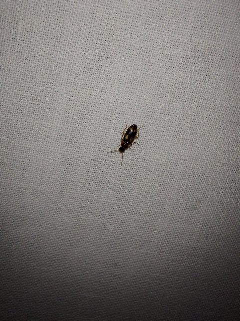 Dromius quadrimaculatus - négyfoltos kéregfutó