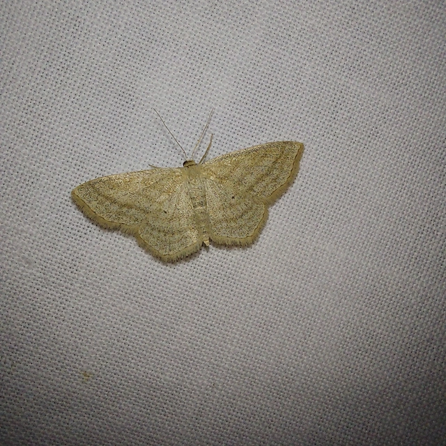 Scopula virgulata - vesszős sávosaraszoló