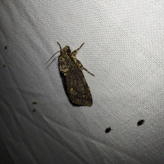 Acronicta rumicis - sóska-szigonyosbagoly