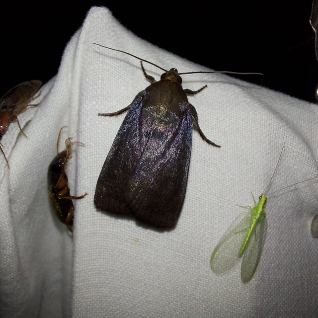 Amphipyra livida - zsírfényű bagoly