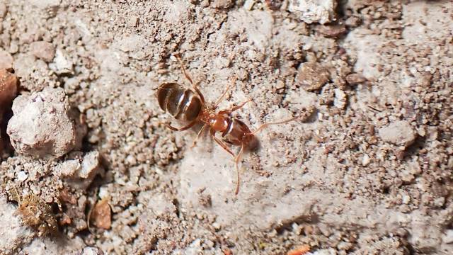 Lasius brunneus - rozsdáshátú feketehangya