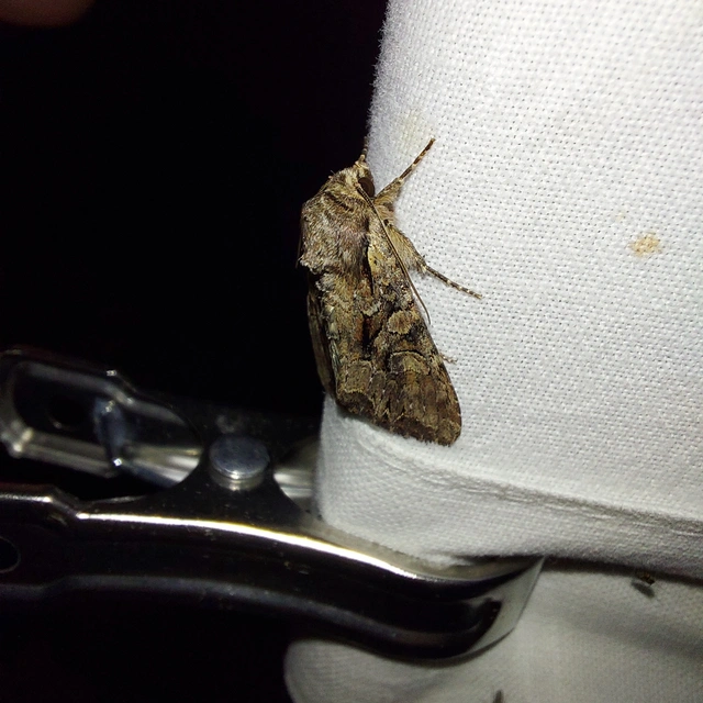 Lacanobia thalassina - borbolya-kertibagoly