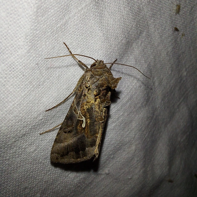 Autographa gamma - gammalepke