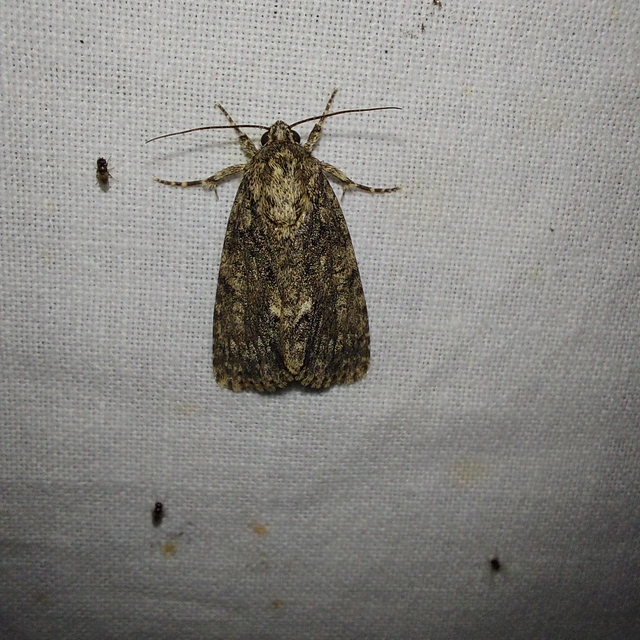 Acronicta rumicis - sóska-szigonyosbagoly
