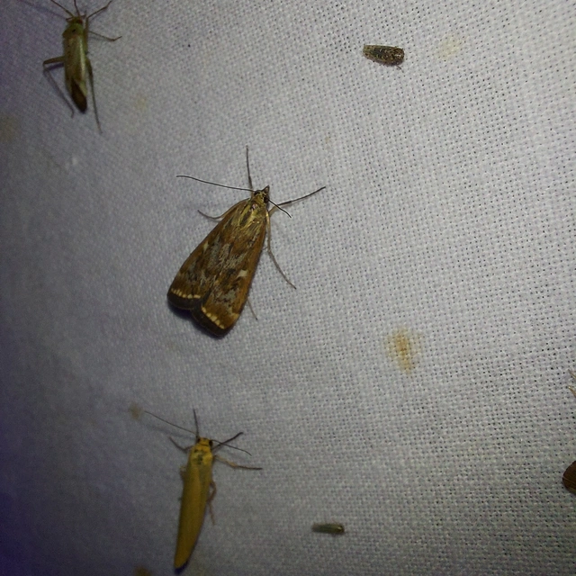 Loxostege sticticalis - muszkamoly