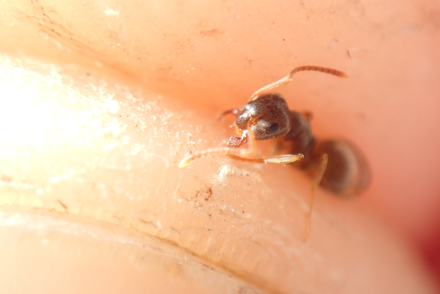 Lasius alienus - kövi feketehangya
