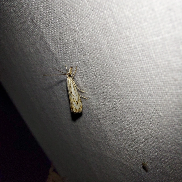 Catoptria falsella - hálós fűgyökérmoly