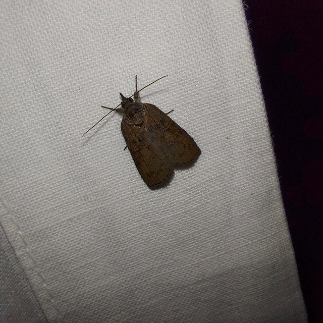 Nycteola