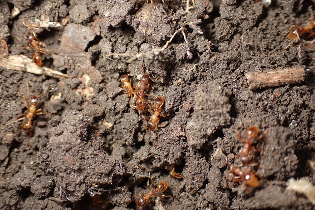 Myrmica ruginodis - erdei bütyköshangya