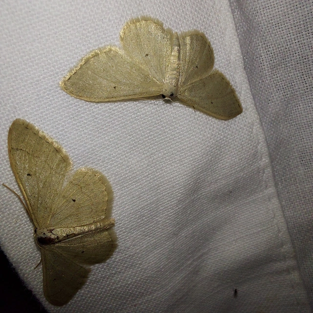 Idaea straminata - szalmasárga sávosaraszoló