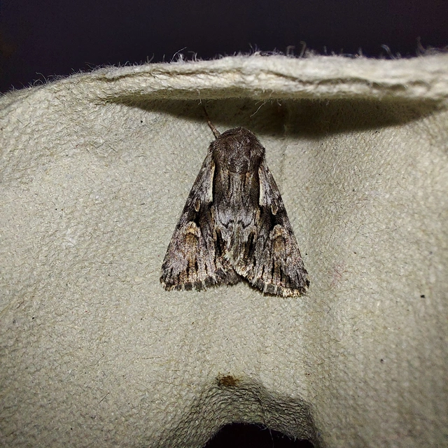 Chloantha hyperici - orbáncfű-sugarasbagoly