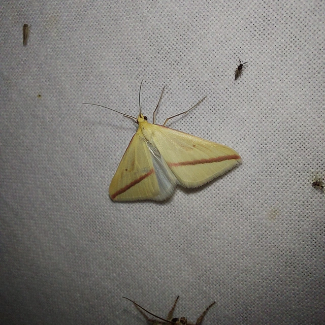 Rhodometra sacraria - rózsacsíkos araszoló