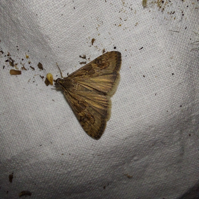 Nomophila noctuella - közönséges vándormoly
