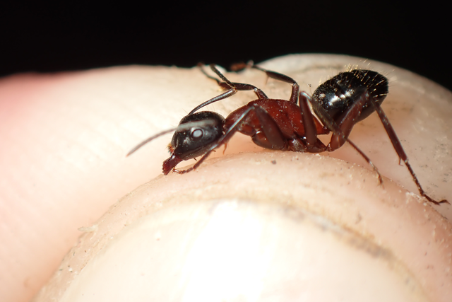 Camponotus ligniperda - faodvasító lóhangya