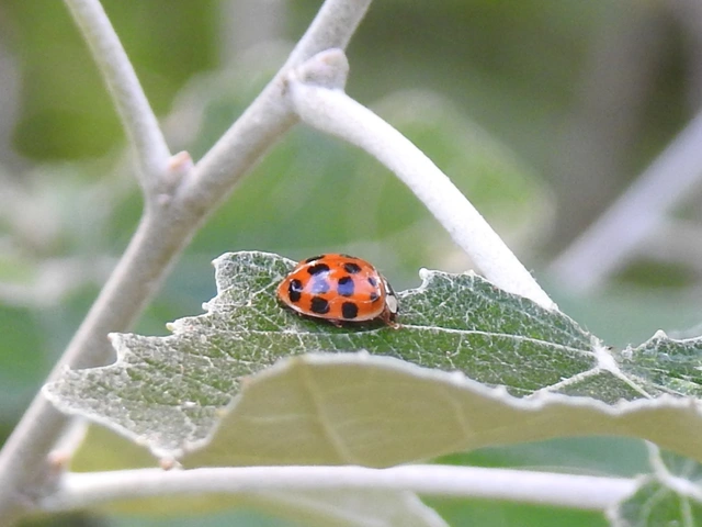 Harmonia axyridis - harlekinkatica