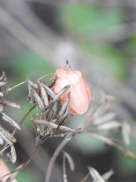 Graphosoma italicum - csíkos pajzsospoloska