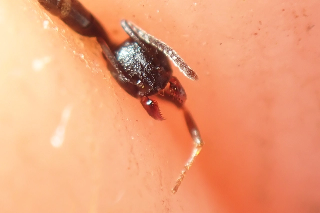 Tapinoma erraticum - kóborhangya