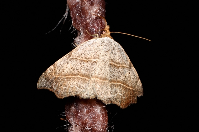 zuzmóbagoly - Laspeyria flexula