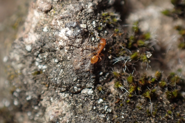 Temnothorax unifasciatus - gyűrűs kéreghangya