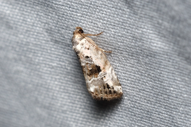 rózsaszínű mázasbagoly - Hapalotis venustula