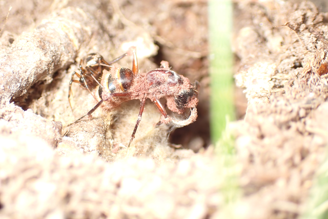 Camponotus ligniperda - faodvasító lóhangya