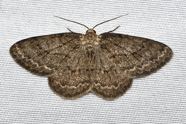 avararaszoló - Ectropis crepuscularia