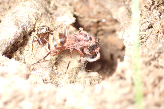 Linyphiidae - vitorláspókok