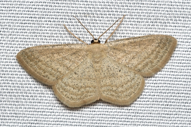 Scopula virgulata - vesszős sávosaraszoló