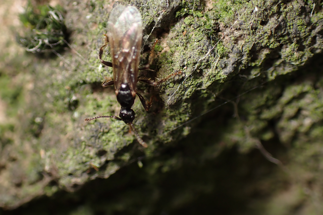 Myrmica sabuleti - gyakori bütyköshangya