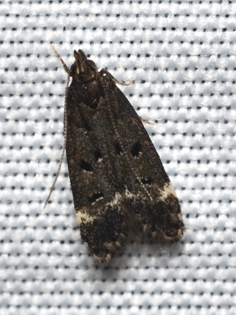 zuzmórágó sarlósmoly - Dichomeris alacella