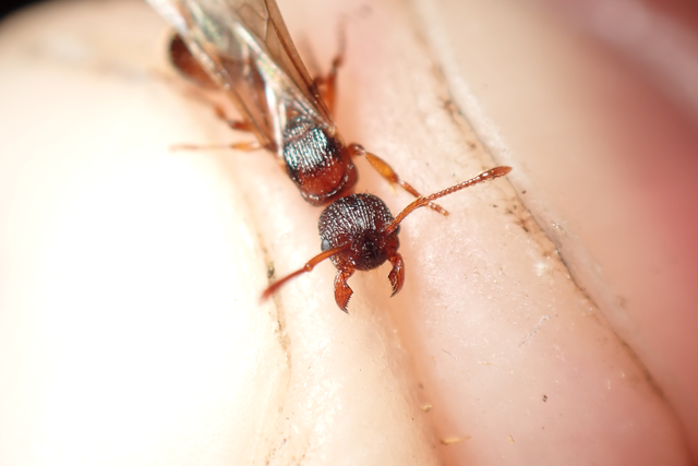 Myrmica sabuleti - gyakori bütyköshangya