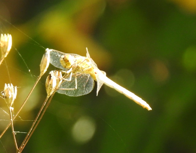 Sympetrum meridionale - fakó katona-szitakötő