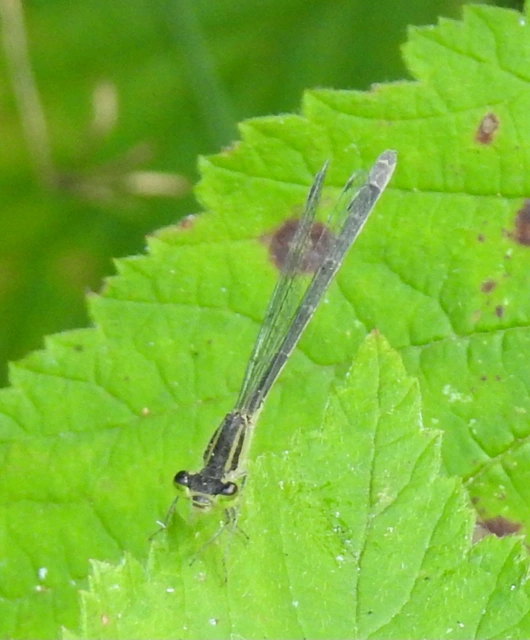 Ischnura elegans pontica - kéköves légivadász