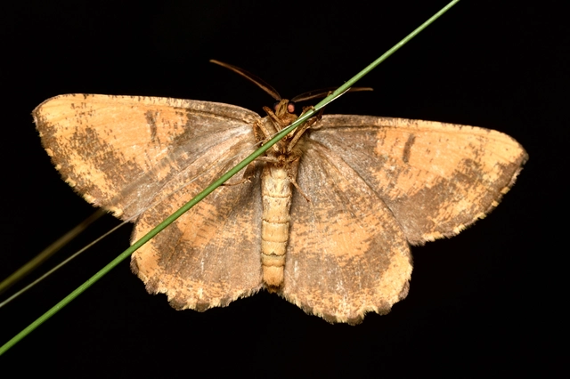 sárga kökényaraszoló - Angerona prunaria