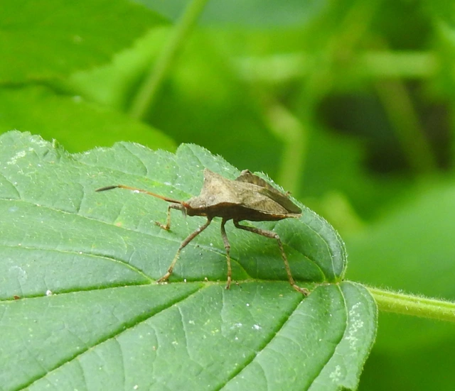 Coreus marginatus - közönséges karimáspoloska