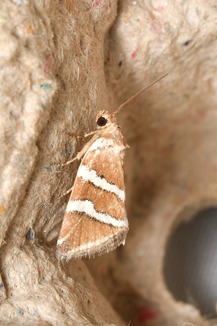 ezüstös apróbagoly - Deltote bankiana