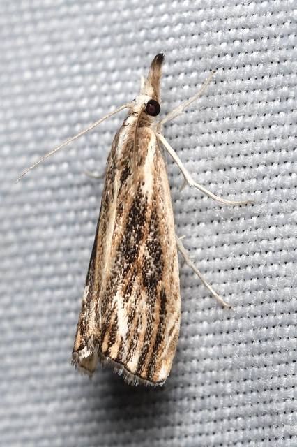 Catoptria verellus - kormos fűgyökérmoly