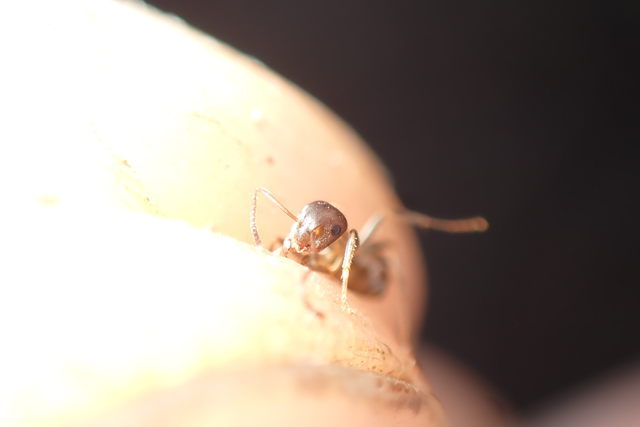Lasius alienus - kövi feketehangya
