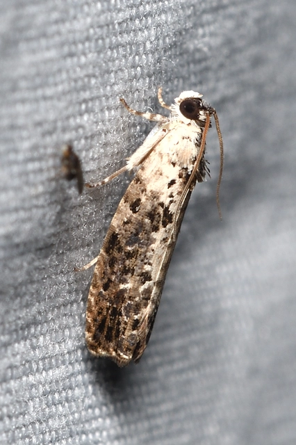 fehérhátú tükrösmoly - Hedya salicella