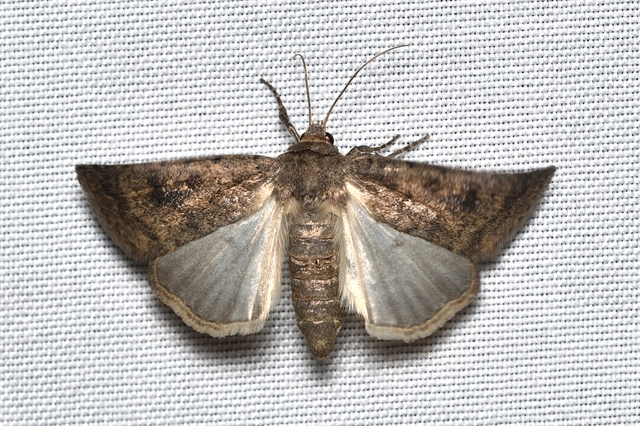 szulák-selymesbagoly - Caradrina morpheus