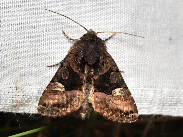 szeder-csipkésbagoly - Euplexia lucipara