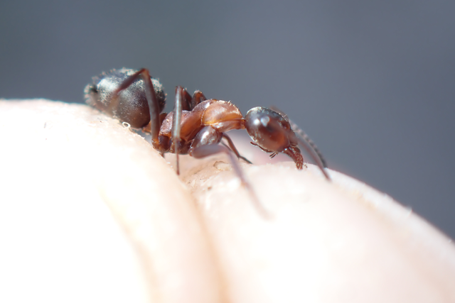 Formica rufibarbis - vörös rabszolgahangya