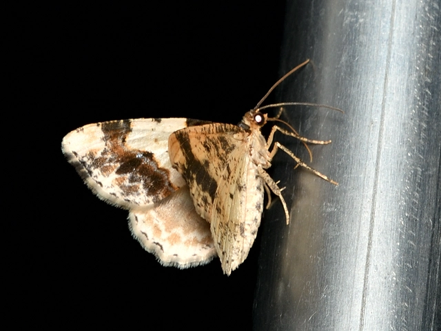 barna levélaraszoló - Ligdia adustata