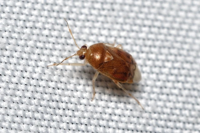 Deraeocoris lutescens - sárgás mezeipoloska Deraeocoris lutescens - sárgás mezeipoloska