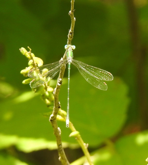 Lestes virens vestalis - kis rablószitakötő